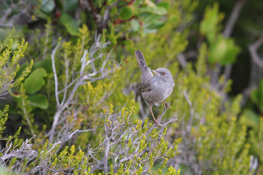 Image of Marmora's Warbler