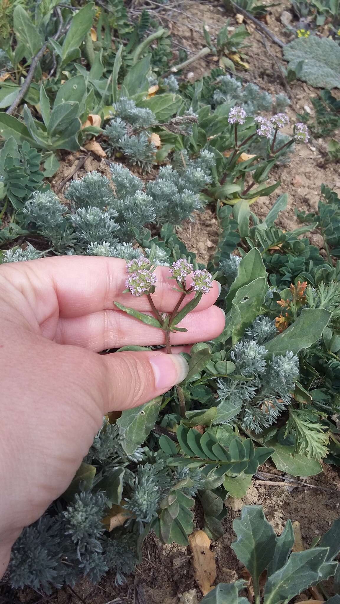 Imagem de Valerianella coronata (L.) DC.