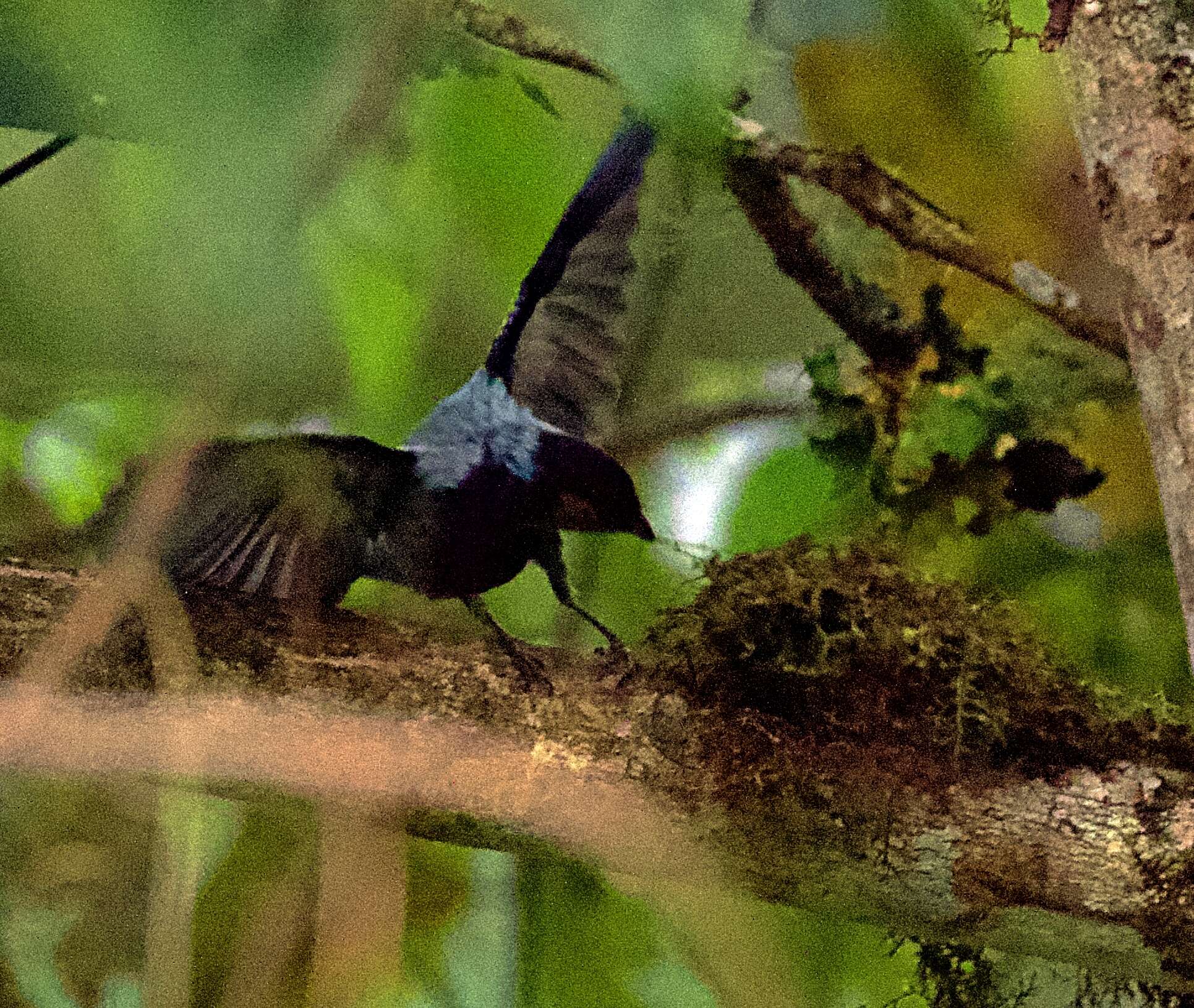 Image of Silver-backed Tanager