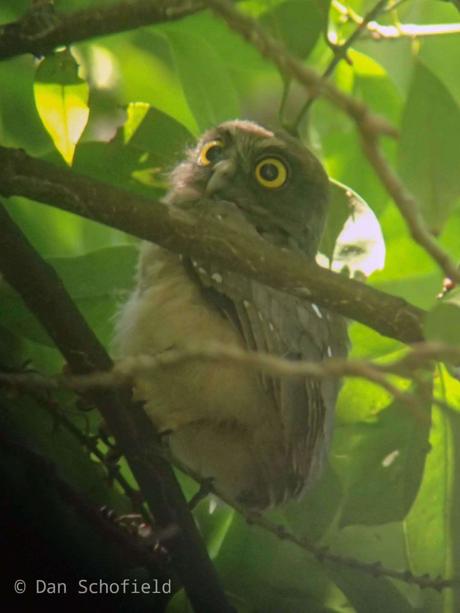 Image of Ochre-bellied Boobook