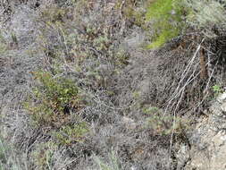 Image de Leiothlypis celata sordida (Townsend & CH 1890)