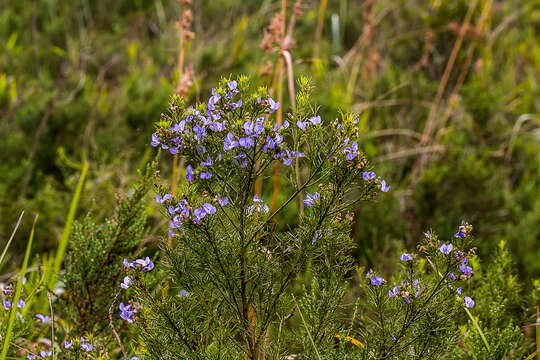 Plancia ëd Psoralea glabra E. Mey.