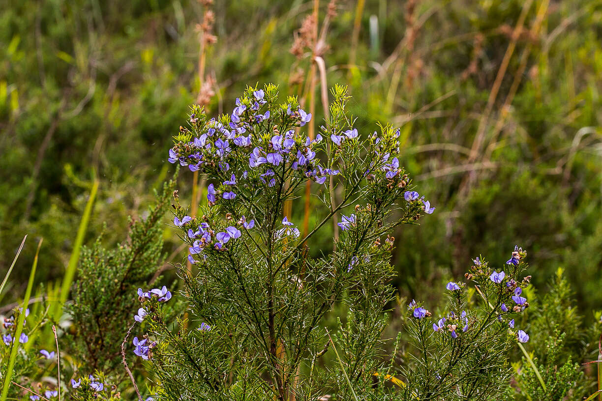 Plancia ëd Psoralea glabra E. Mey.