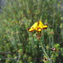 Sivun Pultenaea densifolia F. Muell. kuva