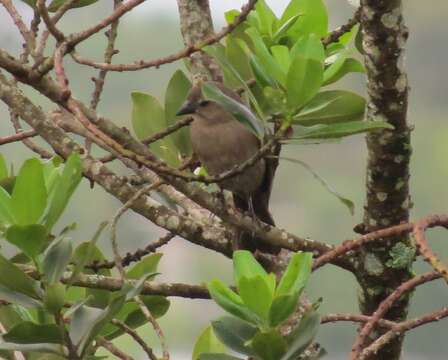 Plancia ëd Molothrus bonariensis cabanisii Cassin 1866