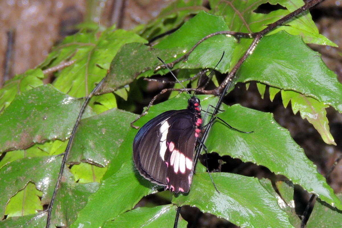 صورة <i>Parides eurimedes mylotes</i> (Bates 1861)