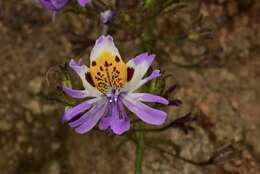 Imagem de Schizanthus porrigens subsp. porrigens