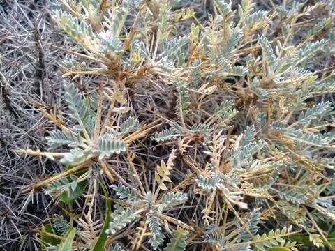 Image of <i>Astragalus terraccianoi</i>