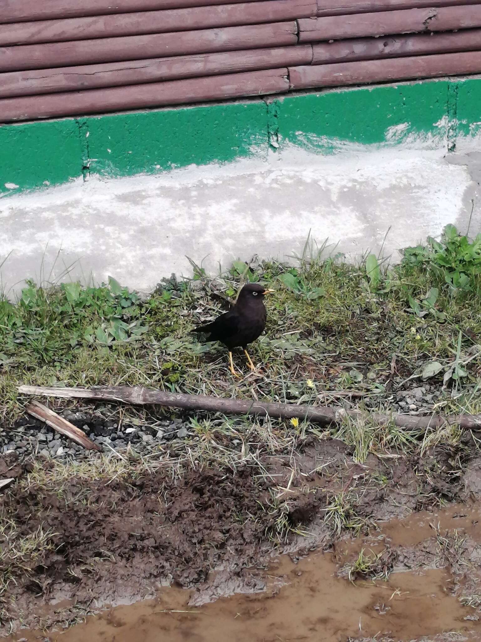 Imagem de Turdus nigrescens Cabanis 1861