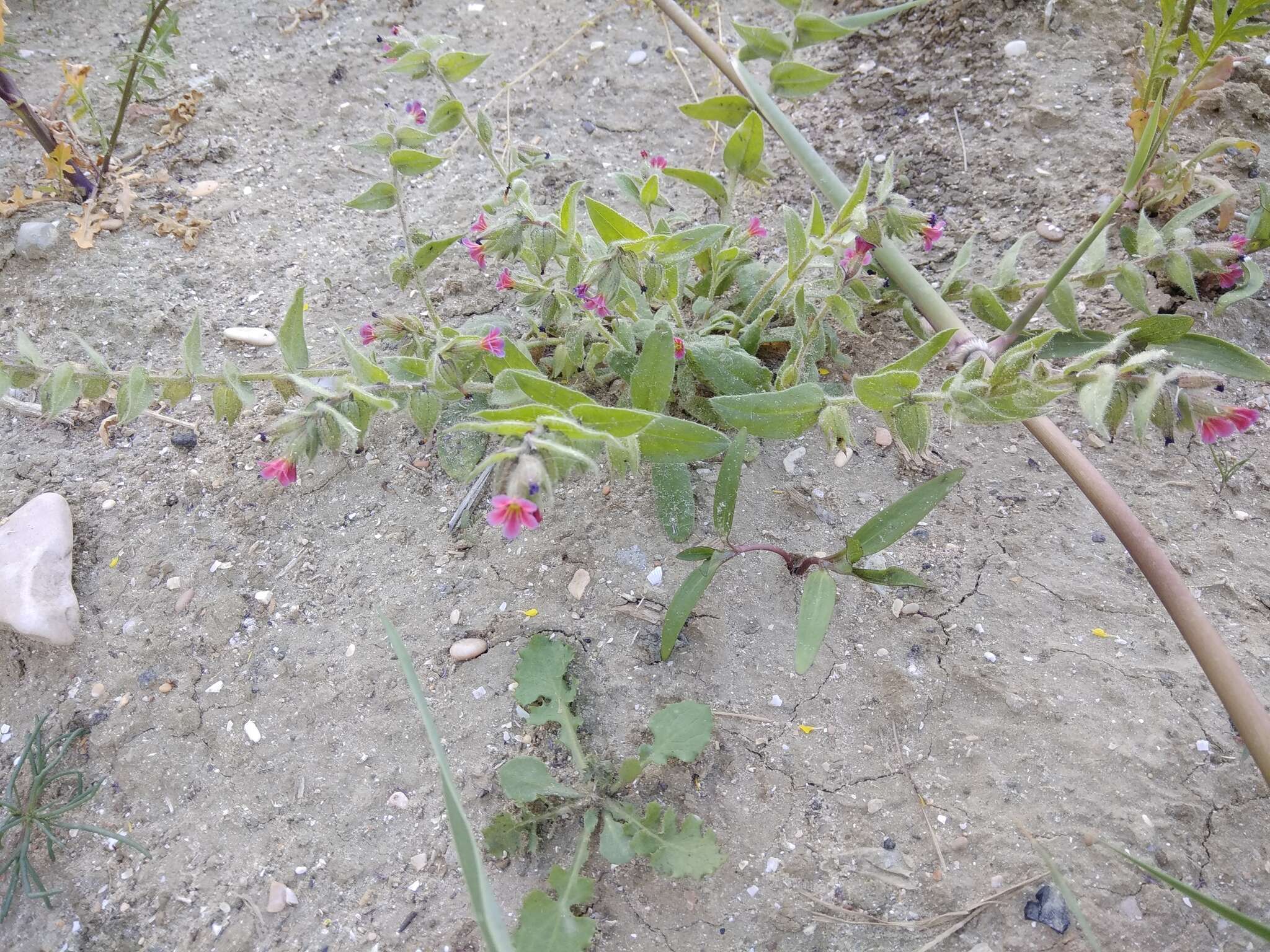 Image of rose monkswort