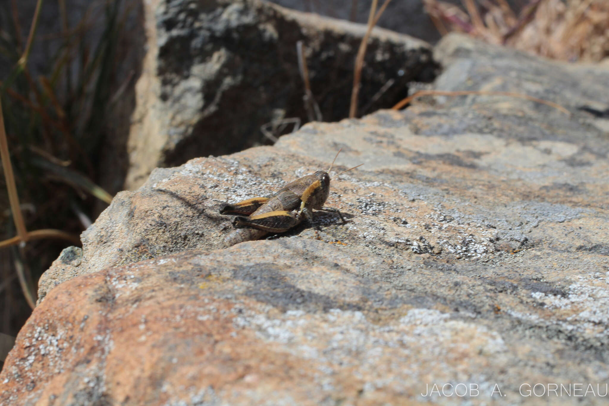 Oedaleonotus borckii (Stål 1861)的圖片