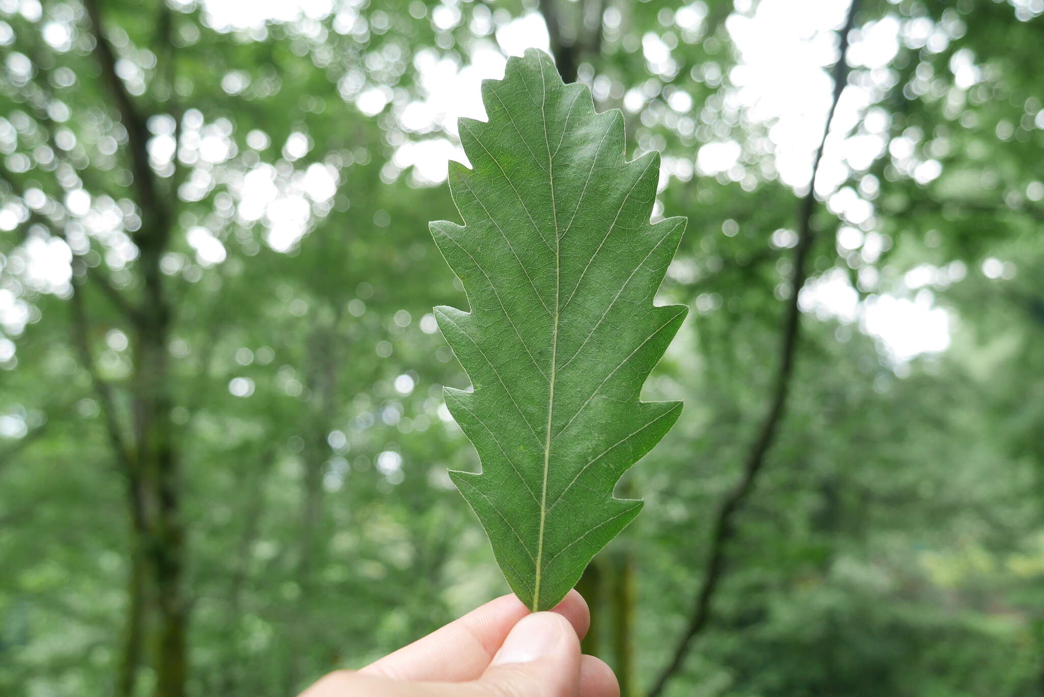 Image of Chestnut-leaved Oak