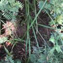 Image of Cyperus mesochorus Geise