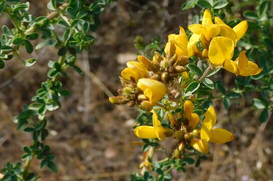 Sivun Adenocarpus lainzii (Castrov.) Castrov. kuva