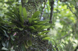 Imagem de Bulbophyllum macraei (Lindl.) Rchb. fil.