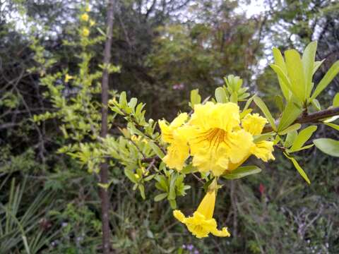 Image of Tabebuia nodosa (Griseb.) Griseb.