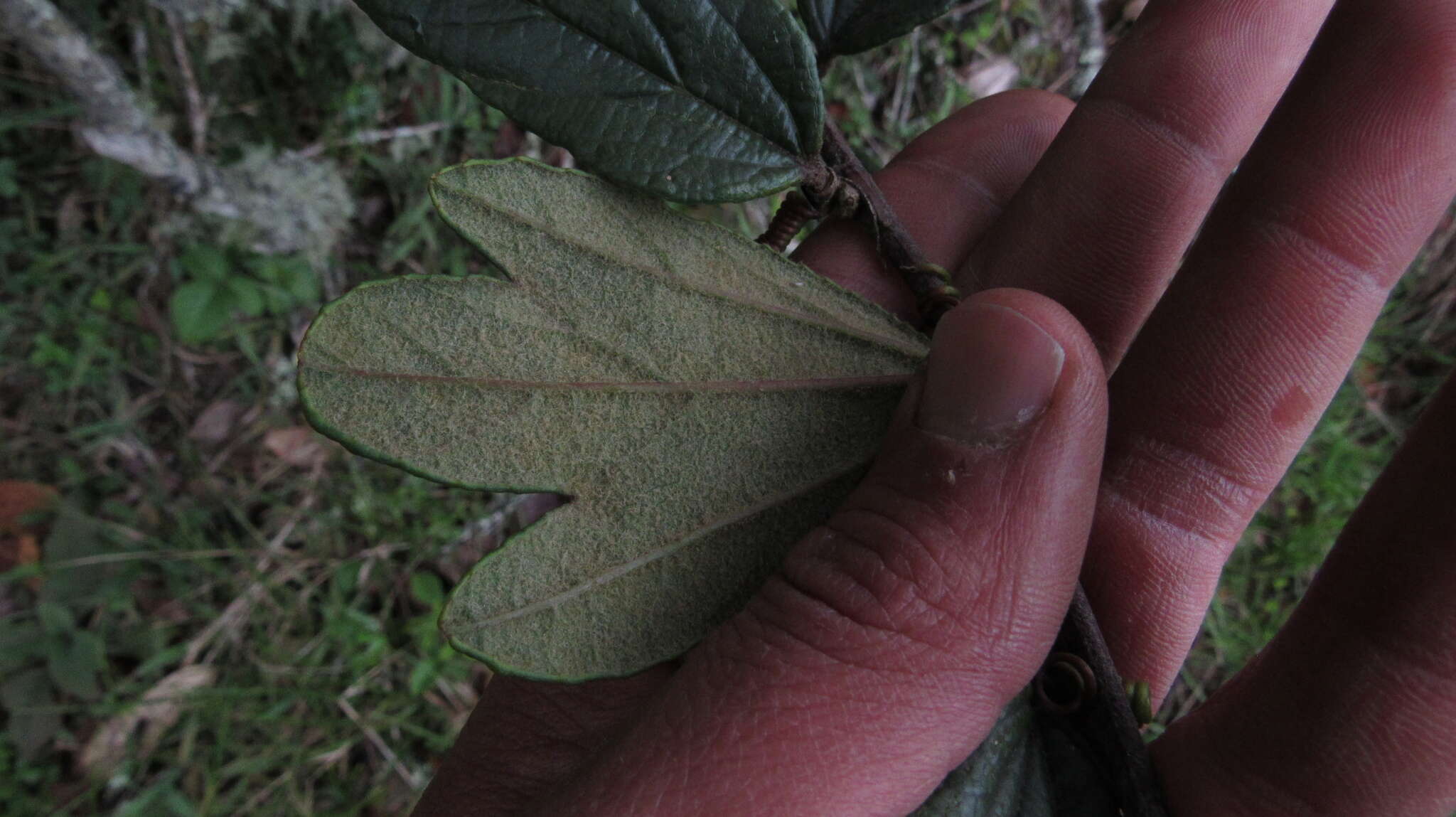 Imagem de Passiflora crispolanata Uribe