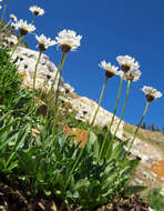 Image of Garrett's fleabane