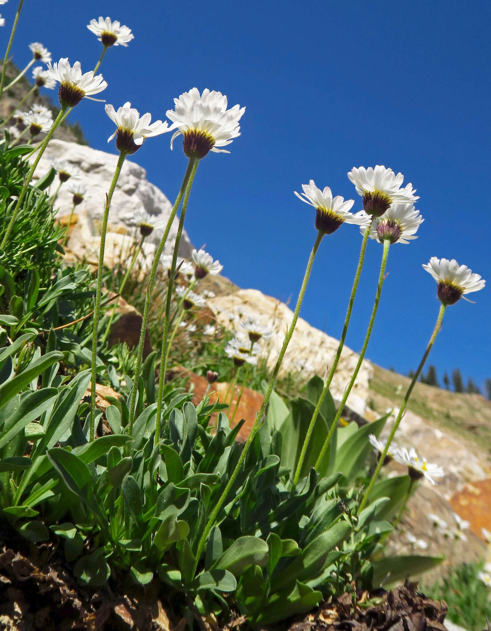 Image de Erigeron garrettii A. Nels.