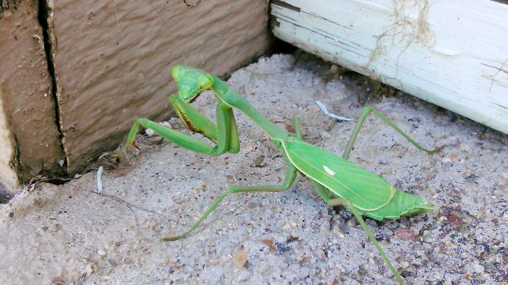 Image of Stagmomantis limbata Hahn 1835