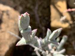 Imagem de Ruschia perfoliata (Mill.) Schwant.