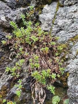 Image of Veronica colostylis Garn.-Jones