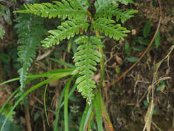 Слика од Pteris amoena Bl.