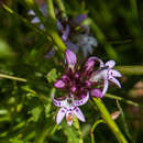 Image of Lobelia jasionoides var. jasionoides