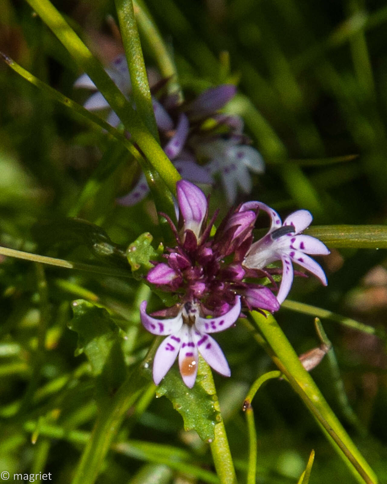 Lobelia jasionoides var. jasionoides resmi