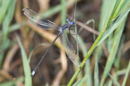 Image of Great Spreadwing