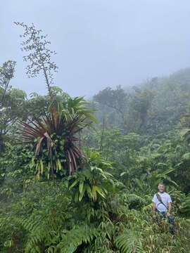 Image de Glomeropitcairnia penduliflora (Griseb.) Mez