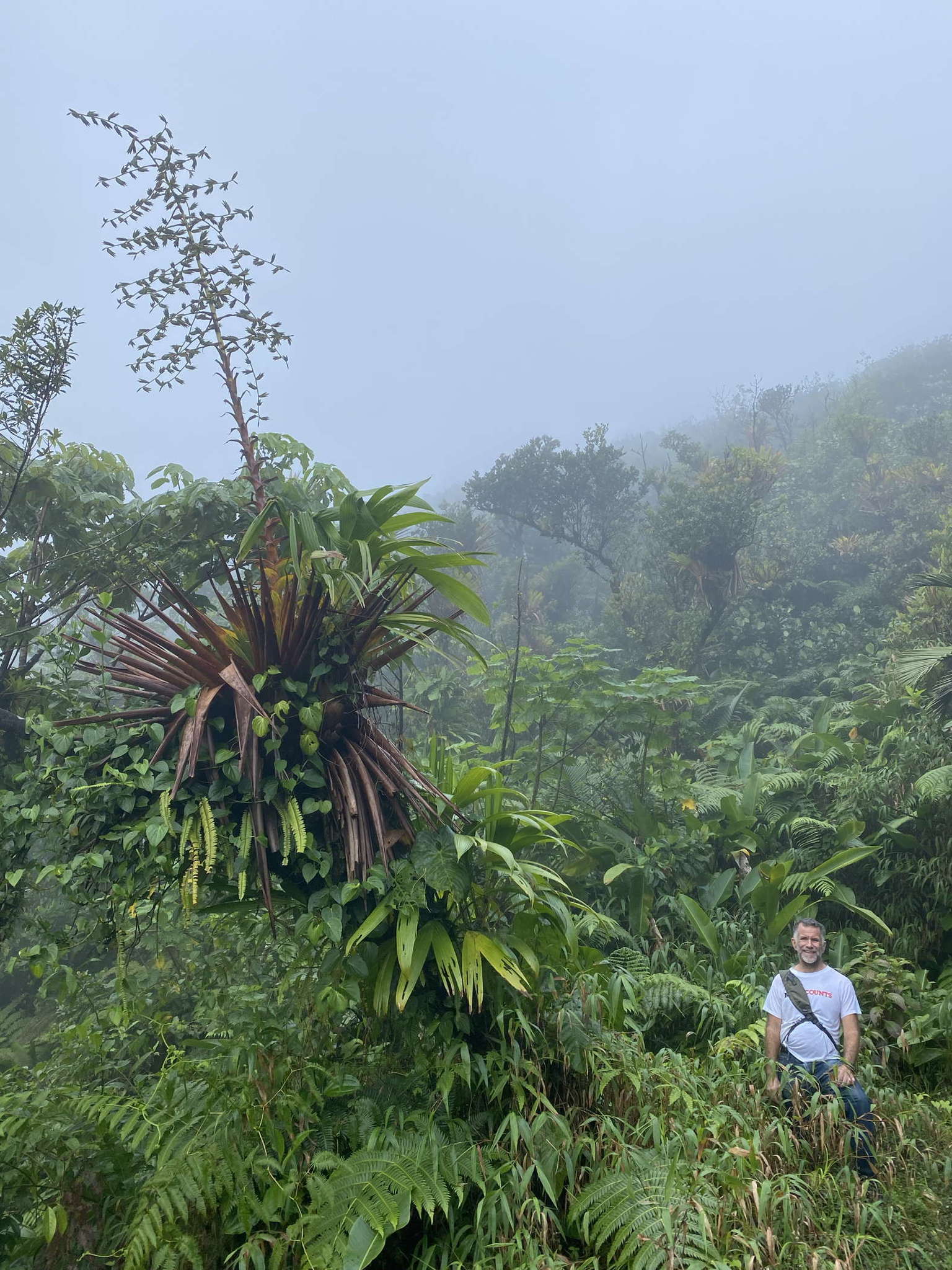 Image de Glomeropitcairnia penduliflora (Griseb.) Mez