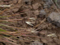 Image de Danthonia unispicata (Thurb.) Munro ex Macoun