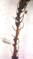 Image of Lescur's platylomella moss