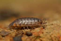 Image of Chaetophiloscia cellaria (Dollfus 1884)