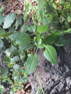 Image de Acalypha mexicana Müll. Arg.