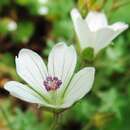 Image of Geranium caffrum Eckl. & Zeyh.