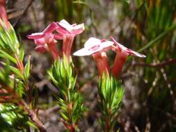 Image of Erica fastigiata var. fastigiata