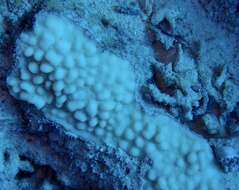 Montipora danae Milne Edwards & Haime 1851的圖片