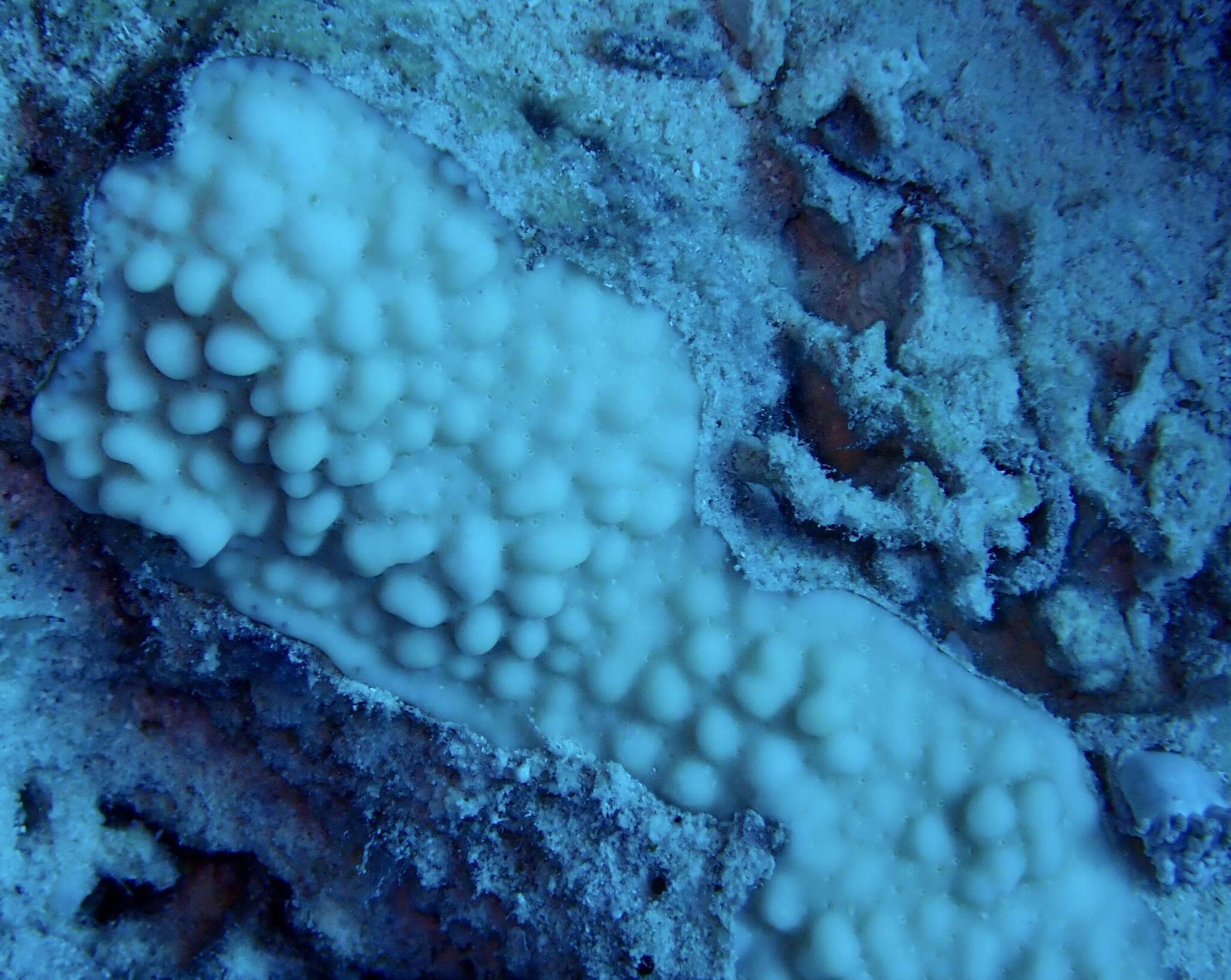 Image of pore coral