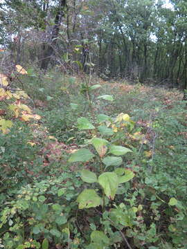 Imagem de Isodon japonicus (Burm. fil.) H. Hara