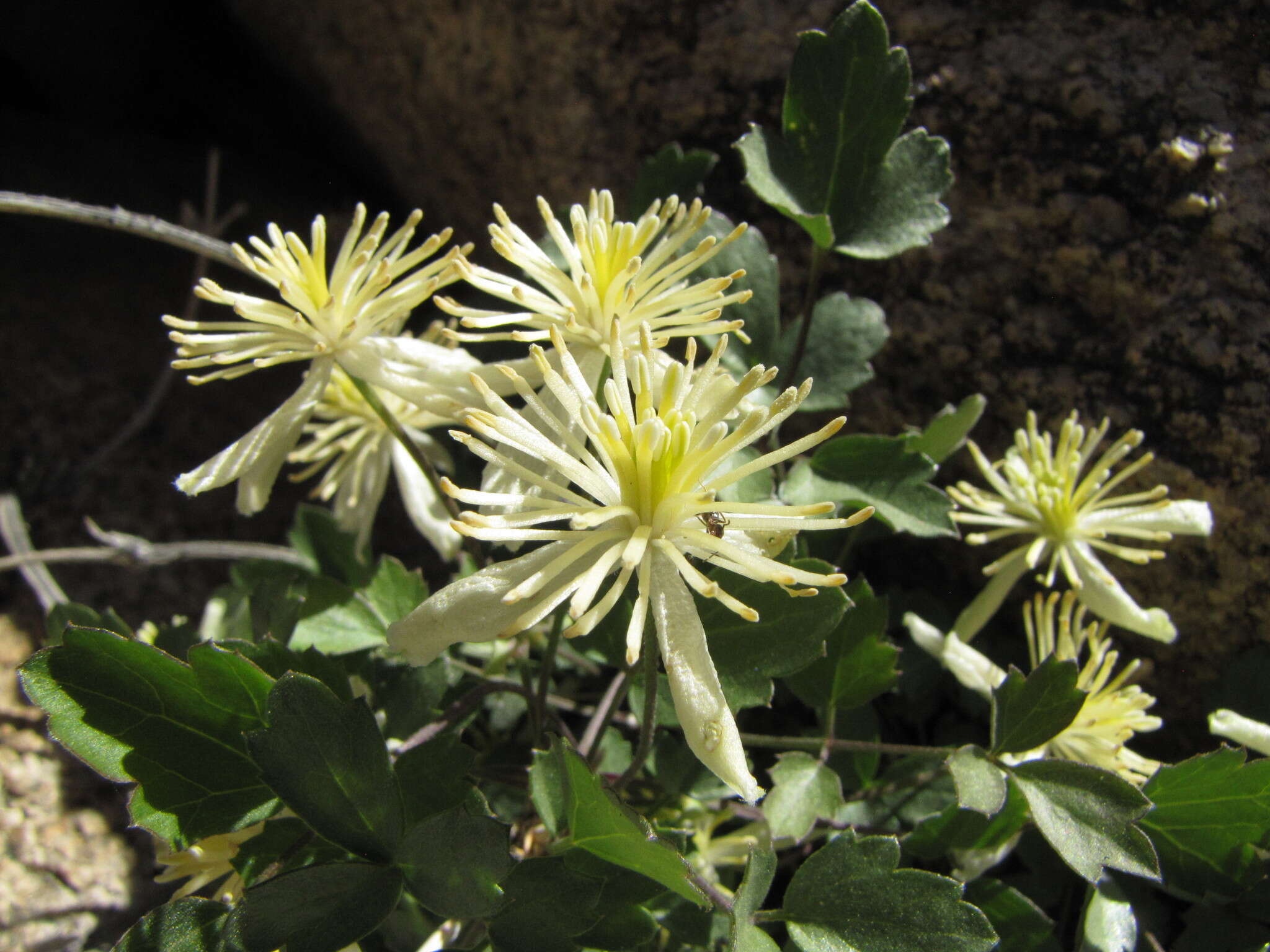 Imagem de Clematis pauciflora Nutt. ex Torr. & Gray