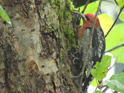 Image of Sapsucker