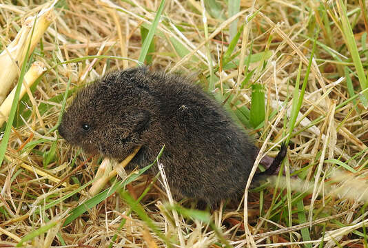 Image of Creeping Vole