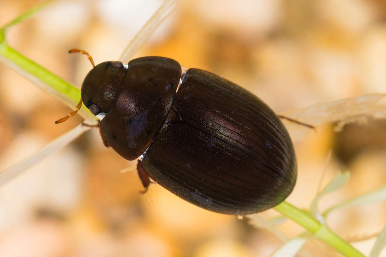 Image of Hydrobius fuscipes (Linnaeus 1758)