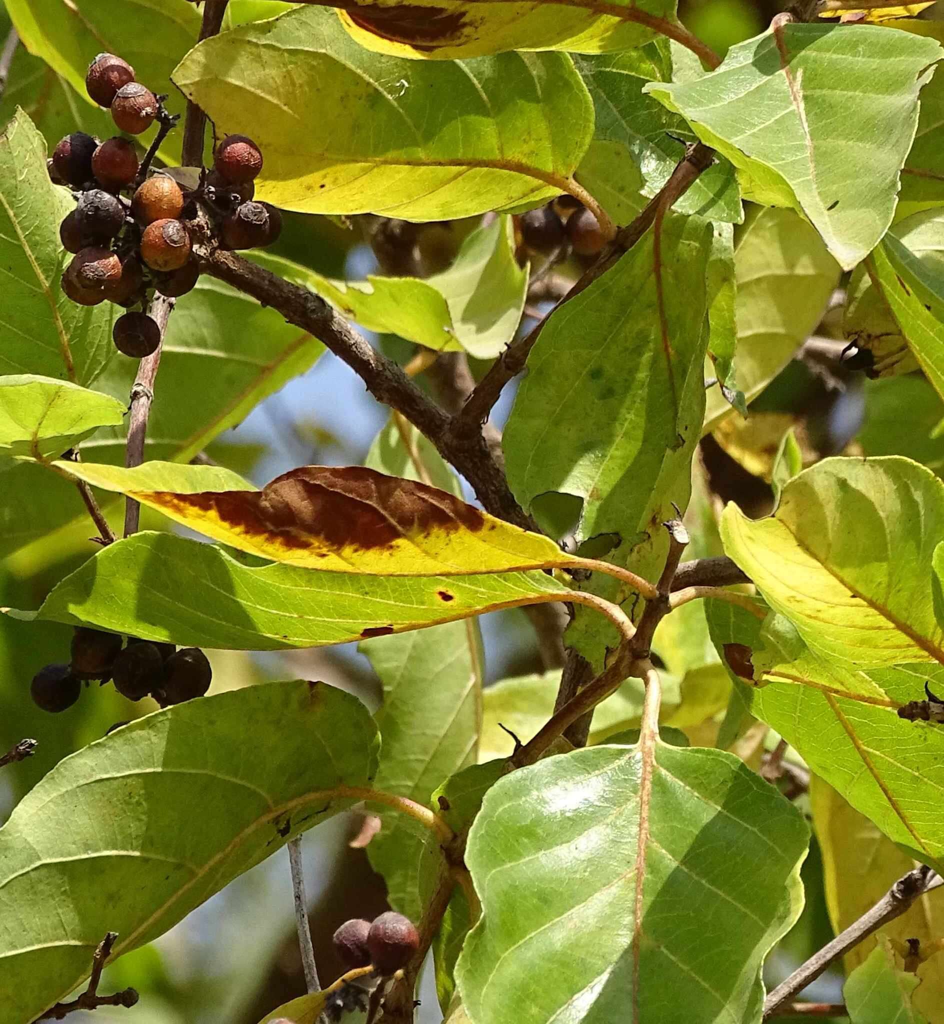 Image of Common crown-berry