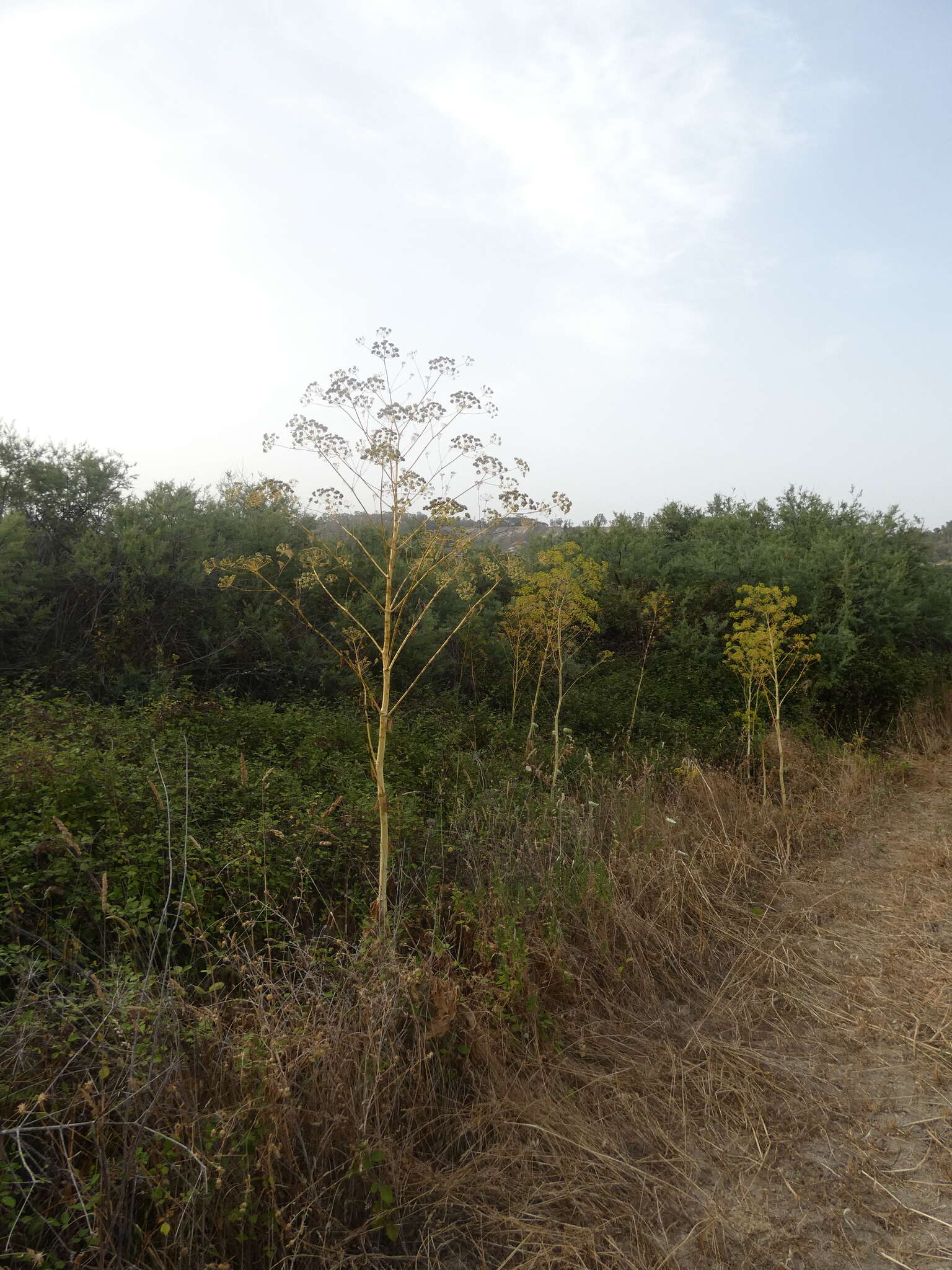 Image of Opopanax chironium (L.) Koch