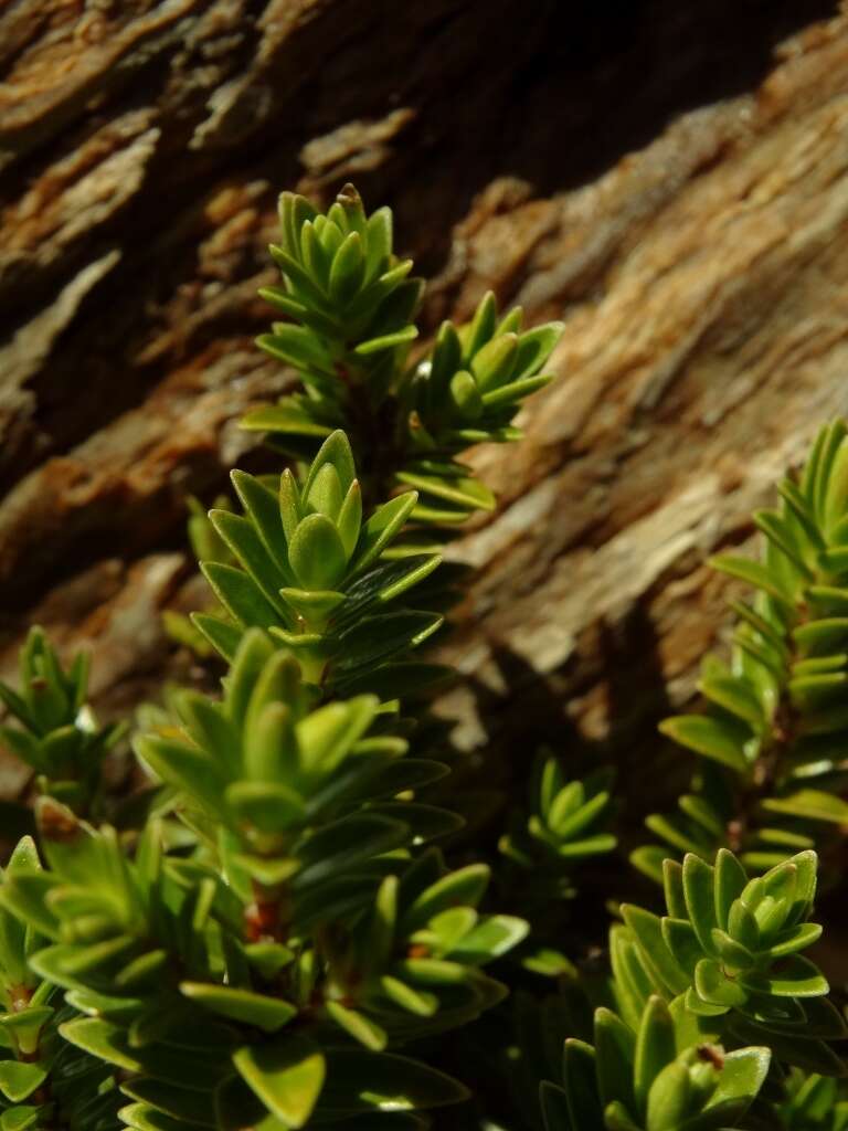 Image of Pimelea gnidia (J. R. & G. Forst.) Willd.