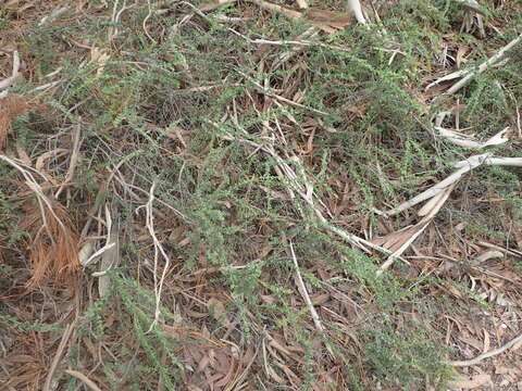 Image of gold-dust acacia