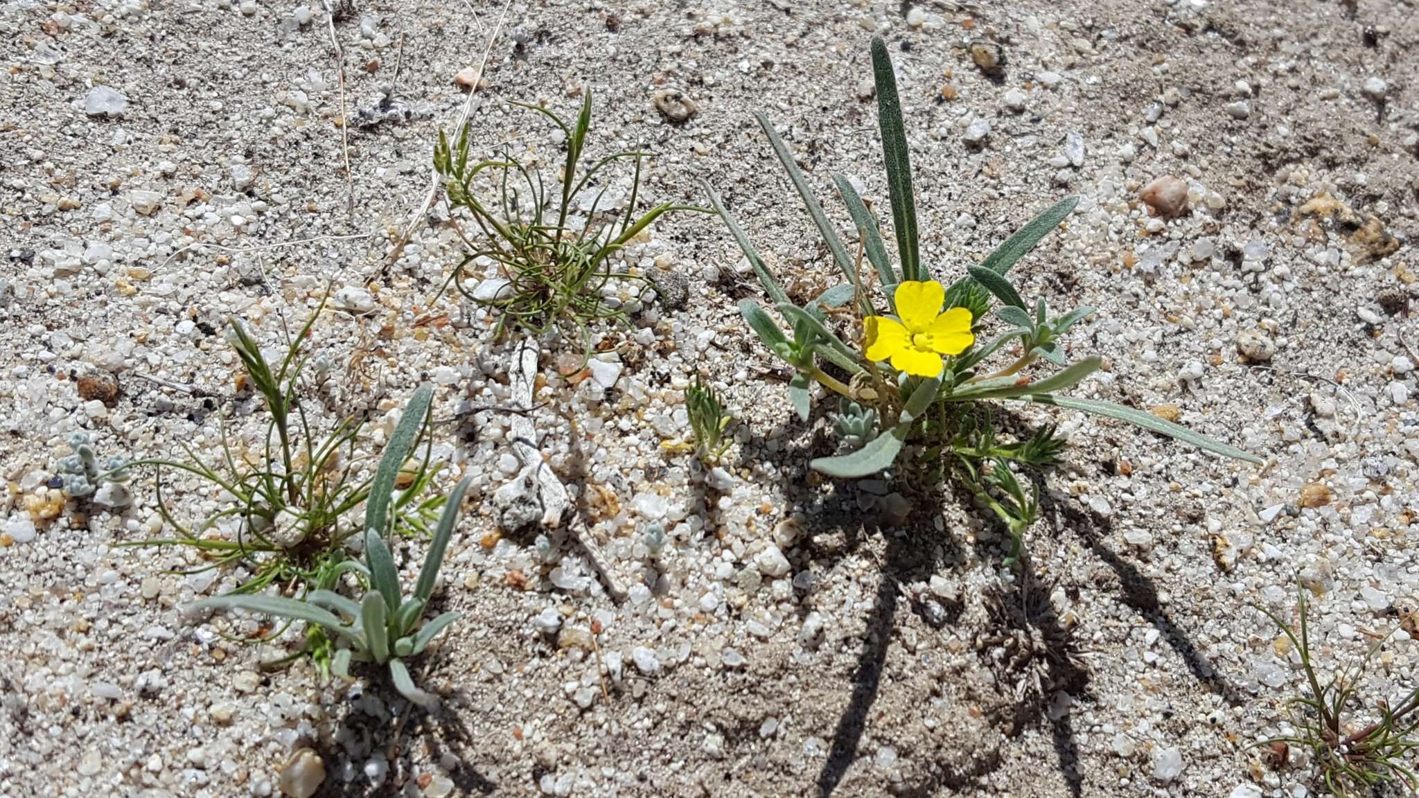 Image of paleyellow suncup